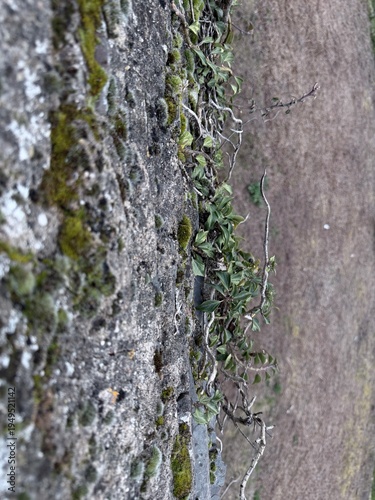 Close-up of ivy vines and moss growing across a weathered stone wall, with soft natural background blur and earthy textures in an outdoor setting.
