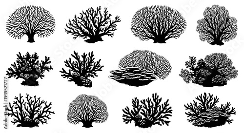Set of Black and White Silhouettes of Various Coral Types and Sea Anemones