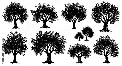 Set of Black Silhouette Olive Trees Isolated on White Background, Vector Illustration