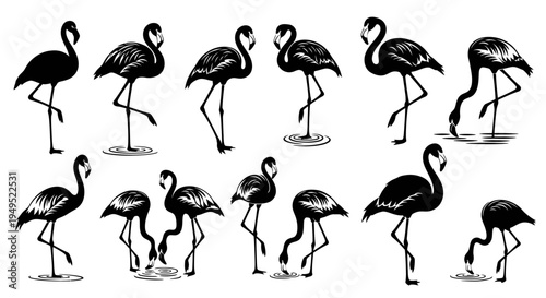 Silhouette Flamingo Collection: Diverse Poses of Elegant Wading Birds