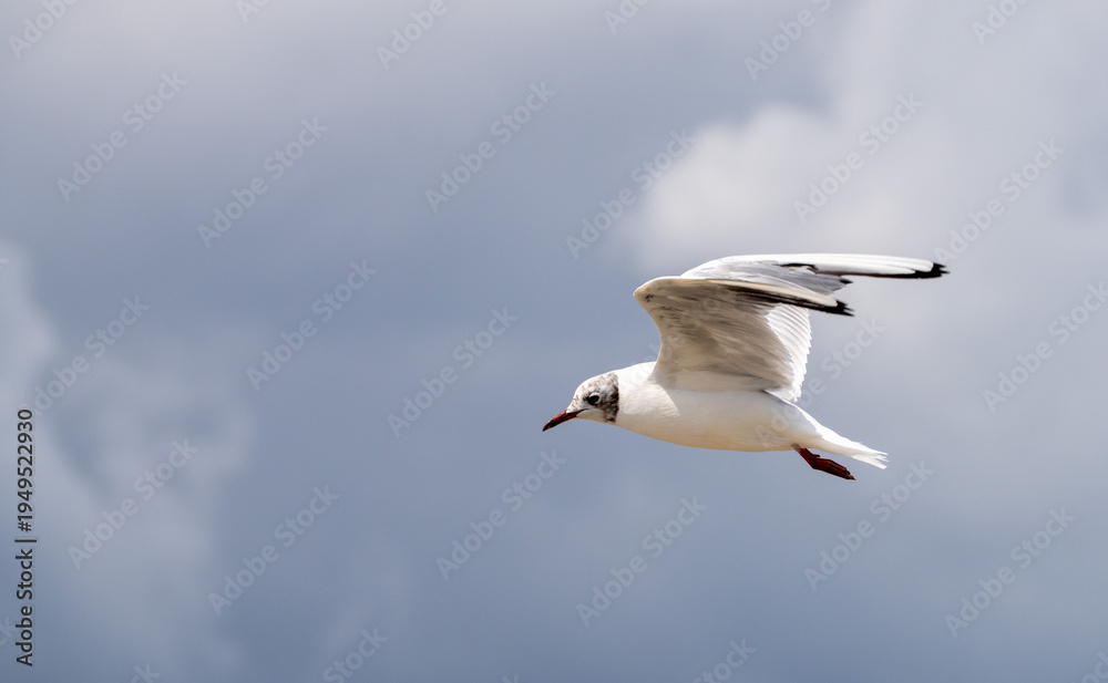 Fototapeta premium Flying seagull in summer in France