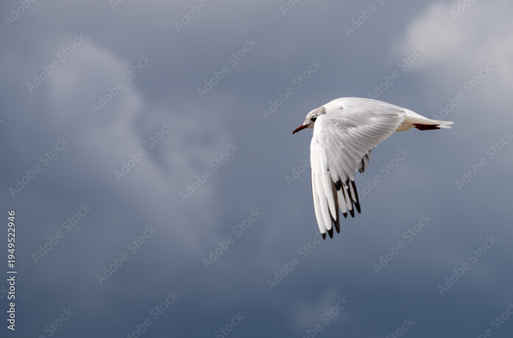 Fototapeta premium Flying seagull in summer in France
