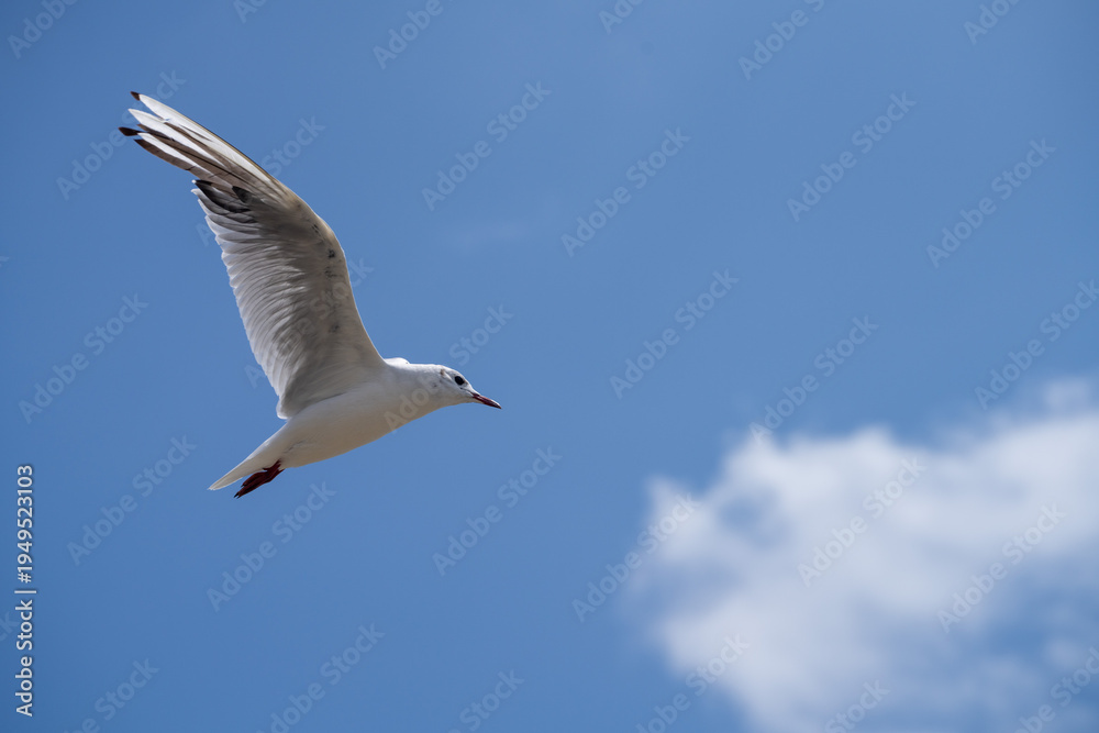 Obraz premium Flying seagull in summer in France
