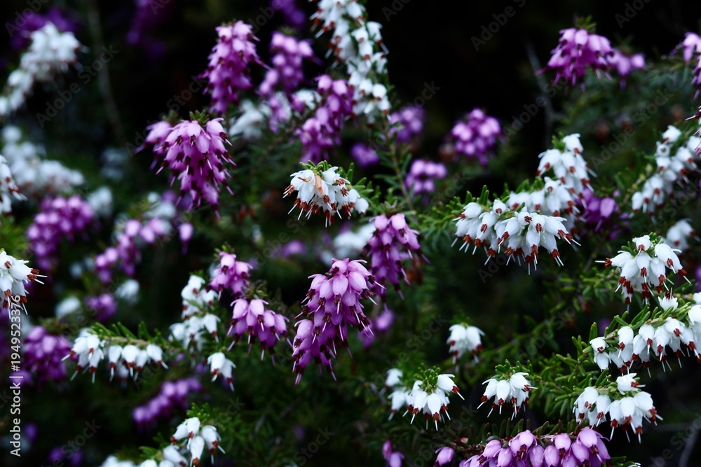 Obraz premium Bruyère d’hiver rose et blanche – Erica carnea 