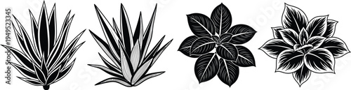 Four different types of leaves illustration