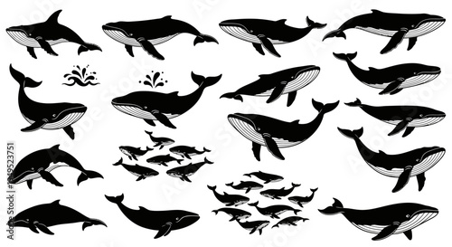 Whale Collection: Diverse Marine Mammals and Fish Silhouettes on White Background