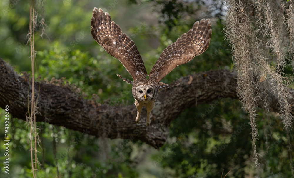 Fototapeta premium A barred owl in Florida 
