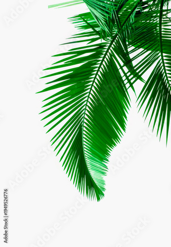 palm tree leaves isolated