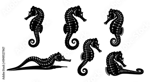 Set of Black Seahorse Silhouettes on White Background, Marine Life Vector Art
