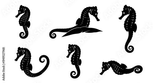 Set of Black Seahorse Silhouettes on White Background, Marine Life Vector Illustration