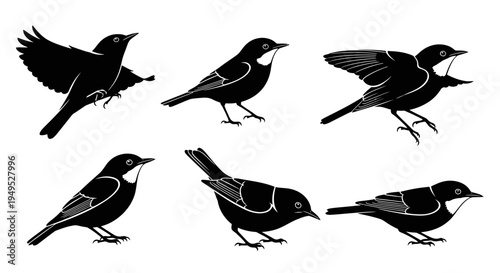 Set of Black Silhouette Bird Poses, Vector Illustration, Isolated on White Background