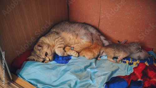Fotografie Mother cat breastfeeding kittens lying on blanket in wardrobe