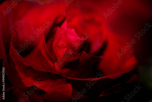 Macro Close Up of Red Rose Petals with Water Droplets. A stunning high-resolution macro shot of a deep red rose with fresh morning dew droplets on velvet petals against a dark background.