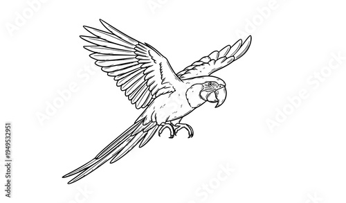 Realistic parrot outline doodle tropical bird hand drawn feather vector illustration