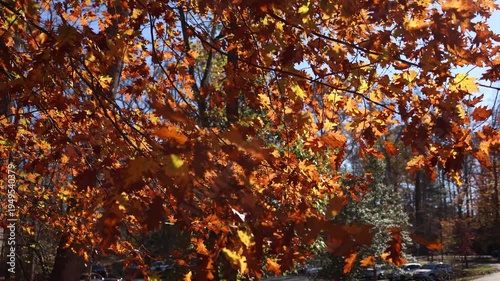 Sunlit Autumn Maple Leaves in Warm Orange Foliage