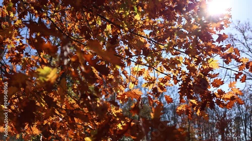 Sunlit autumn oak leaves with lens flare in forest