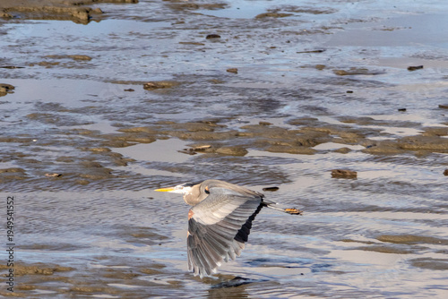 Quadro su tela Great blue heron in low flight over the mudflats at Iona Beach Regional Park in