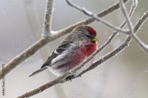 Common redpoll on a branch