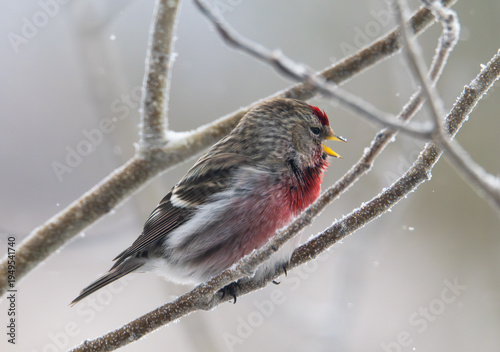 Common redpoll on a branch