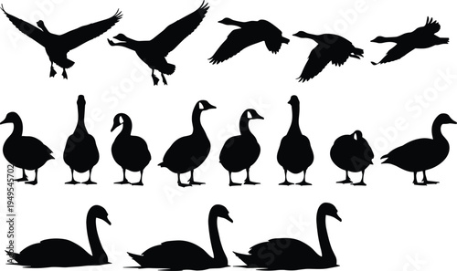 Black silhouette illustration of geese flying, swans floating, birds walking, wildlife artwork, nature design, elegant animal posture, avian artwork