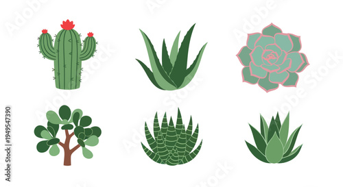 Variety of illustrated succulents and cacti