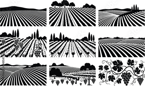 Vineyard landscape silhouettes, grapevine rows, wine production art, agriculture illustration, rural scenery, grape clusters, viticulture design, stock vector, nature farming