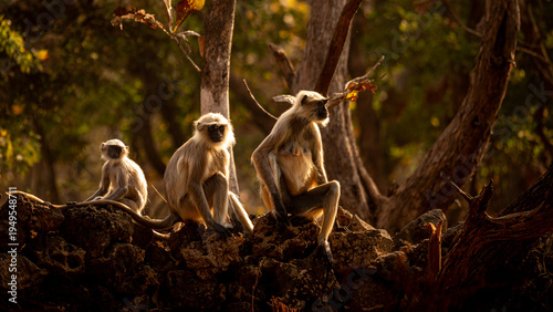 Photography Indian Gray Langurs
