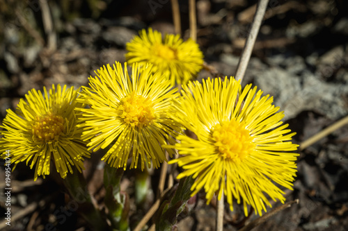 Macro of yellow coltsfoot flowers (Tussilago farfara) blooming in early spring. First wildflowers on forest ground under bright sun. Nature background close-up shot