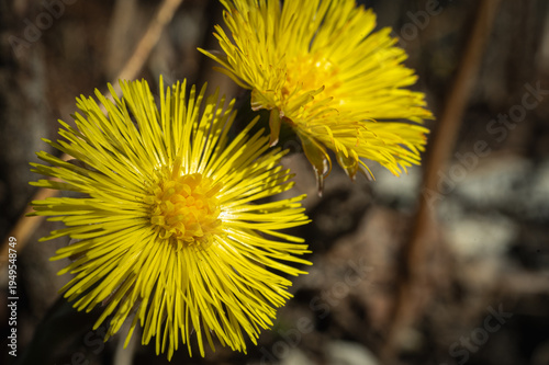Macro of yellow coltsfoot flowers (Tussilago farfara) blooming in early spring. First wildflowers on forest ground under bright sun. Nature background close-up shot