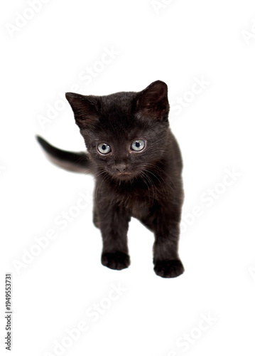 One little black kittenson  a white background
