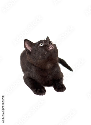 One little black kittenson  a white background