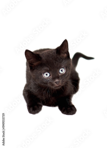 black cat on white background