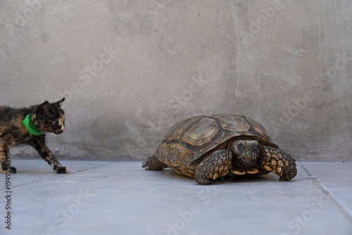 Canvas Print A small cat sitting on a turtle,