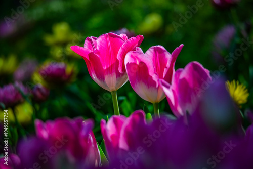 Tulips are in full bloom everywhere in spring.
