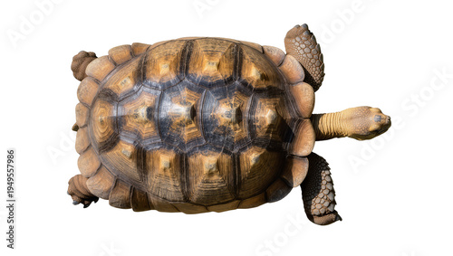 Bild auf Leinwand Top view of a majestic African spurred tortoise, also known as Sulcata tortoise,