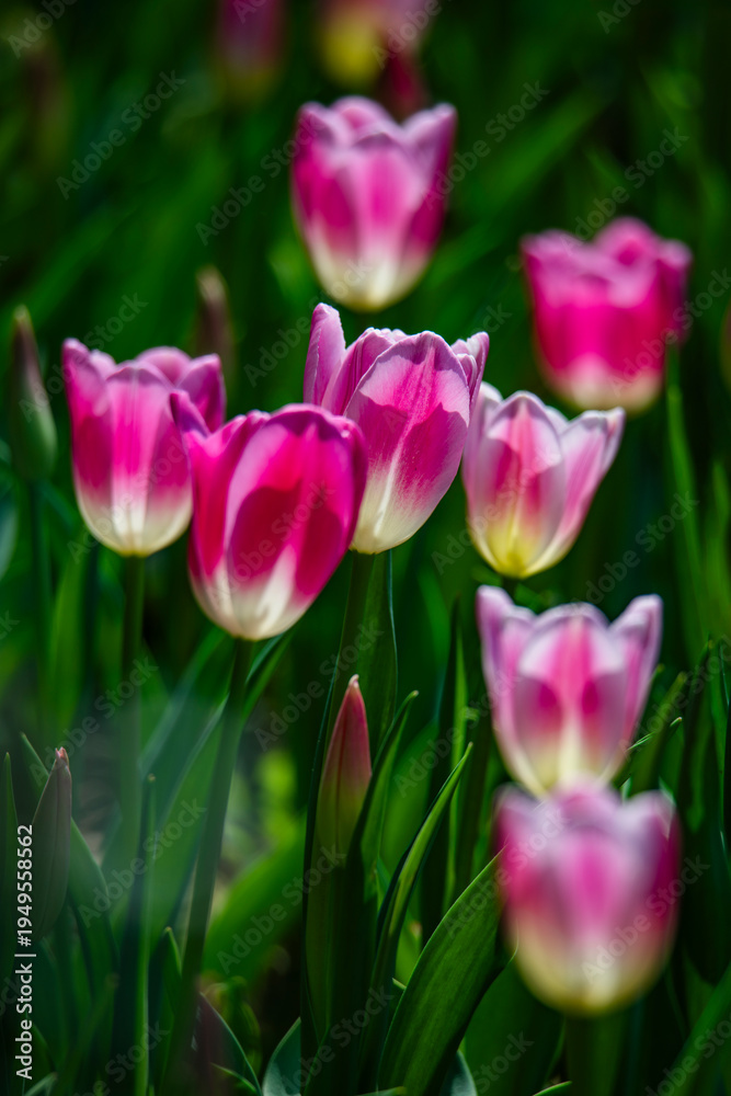 Fototapeta premium Tulips are in full bloom everywhere in spring.