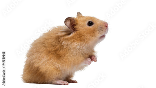 Tableau sur toile Adorable golden Syrian hamster standing on hind legs, looking curiously to the r