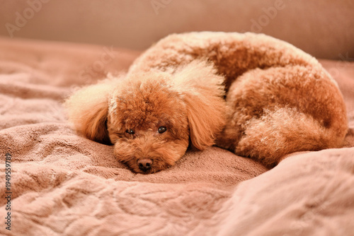 Adorable brown toy poodle lying on a fluffy blanket. Close-up of a cute curly dog resting in a cozy bed with expressive eyes.