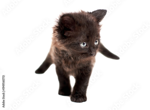 One little black kittenson  a white background