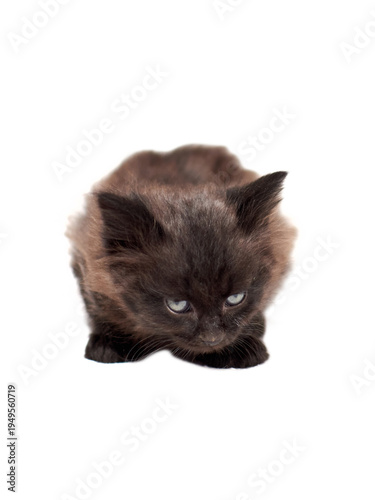 One little black kittenson  a white background
