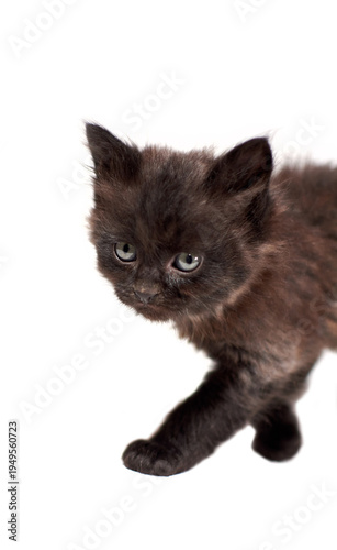 One little black kittenson  a white background