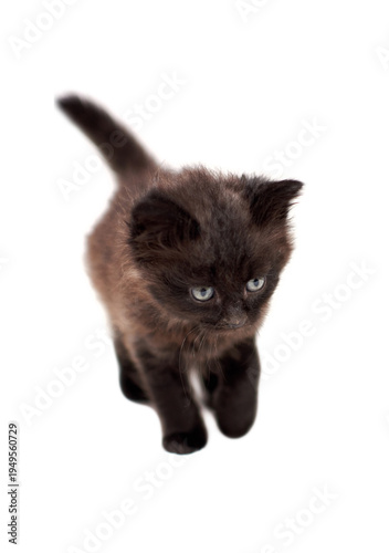 One little black kittenson  a white background
