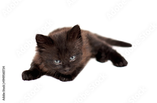 One little black kittenson  a white background