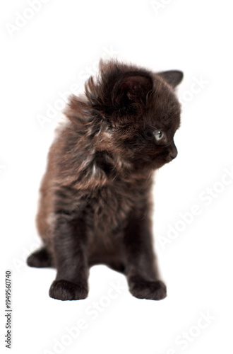 One little black kittenson  a white background