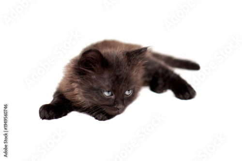 One little black kittenson  a white background