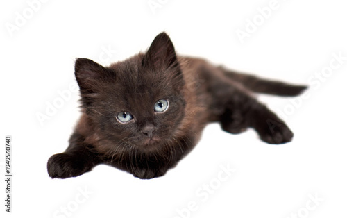 One little black kittenson  a white background