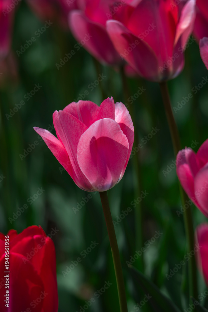 Obraz premium Tulips are in full bloom everywhere in spring.