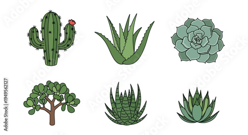 Illustrated cactus and succulent plant collection