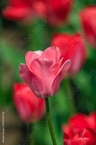 Tulips are in full bloom everywhere in spring.