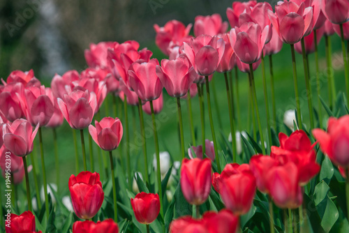 Tulips are in full bloom everywhere in spring.